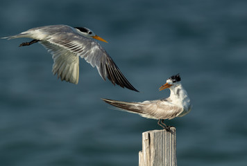 Greater Crested Tern approaching a wooden log at Busaiteen coast, Bahrain