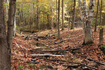 カナダのトロント近郊のモノクリフス州立公園　Mono Cliffs Provincial Parkの秋、紅葉