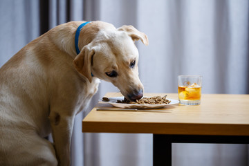 The dog wants food on a plate, but does not have permission from its owner. And since he understands what the word NO means, he does not touch food - Powered by Adobe