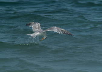 Greater Crested Tern fishing at Busaiteen coast, Bahrain