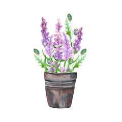 Watercolor illustration.