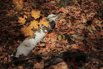 カナダのトロント近郊のモノクリフス州立公園　Mono Cliffs Provincial Parkの秋、紅葉