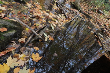 カナダのトロント近郊のモノクリフス州立公園　Mono Cliffs Provincial Parkの秋、紅葉