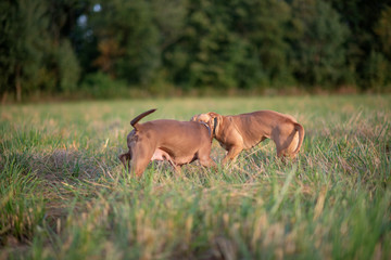 Fototapeta na wymiar Fight of two pit bull terriers in a field on the grass. Close-up photographed.