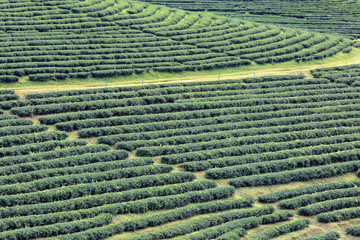 Tea plantations in Chiang Rai, Thailand