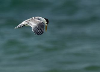 Juvenile Greater Crested Tern hovering in a place at Busaiteen coast, Bahrain