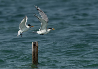 Fototapeta na wymiar Greater Crested Tern fight for wooden log at Busaiteen coast, Bahrain