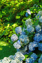 Blue heads of hydrangea flowers