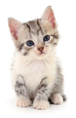 Fototapeta premium Kitten on white background.