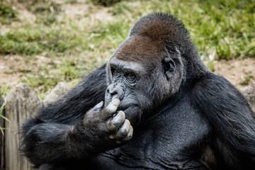 Portrait d'un gorille des plaines de l'ouest