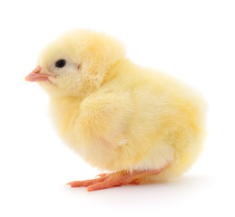 Small yellow chicken