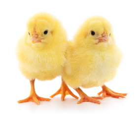 Two yellow chickens.