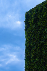 building with ivy wall against blue sky