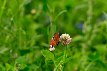 peacock butterfly  breakfast the nectar at the clover