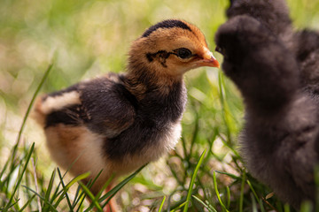 baby chicks in the grass