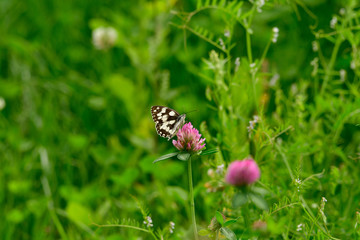 marbled white on clover blossom in forest meadow