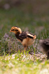 baby chicks in the grass