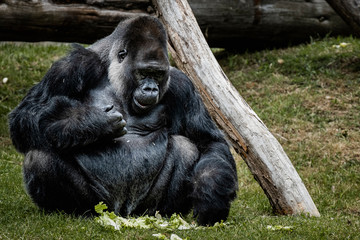 Portrait d'un gorille des plaines de l'ouest