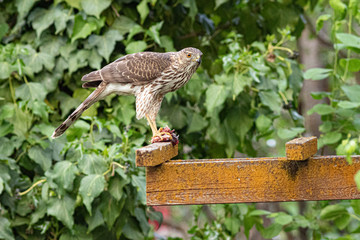 broad-winged hawk eating prey