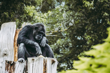 Singe chimpanzé assis sur un tronc d'arbre
