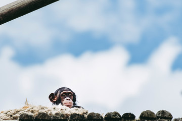 Portrait d'un adorable bébé singe chimpanzé dans un zoo