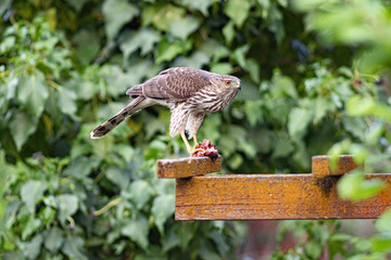 broad-winged hawk eating prey