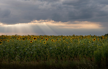 Sunflowers.