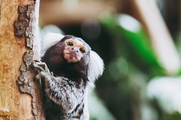 Portrait d'un adorable singe ouistiti à pinceaux blancs ou callithrix jacchus