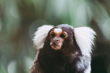 Portrait d'un adorable singe ouistiti à pinceaux blancs ou callithrix jacchus