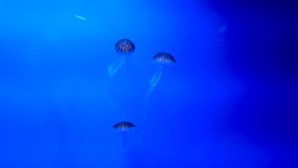 little jellyfish, swimming in the sea