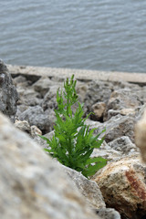 Single Green Plant Growing in Grey Rocks Along River