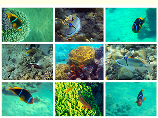 Collage of set with tropical fishes inhabiting coral reefs at the Red Sea, Middle East