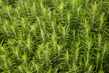 green rosemary Bush close-up, background.