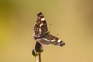 Fototapeta motyl na kwiecie ostu obraz