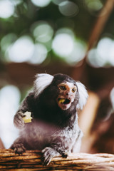 Portrait d'un adorable singe ouistiti à pinceaux blancs ou callithrix jacchus