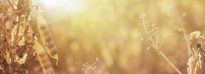Rural landscape, banner - pea field in the rays of the summer sun, closeup with space for text