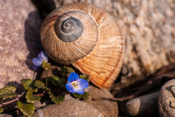 muszelka wśród kamieni