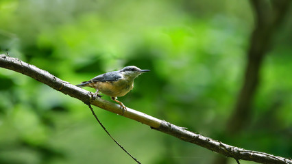 Kleiber, bird, natur, ast, wild lebende tiere, robin, tier, baum, wild, schnabel, feather, green