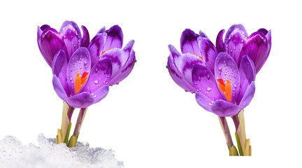 Blooming purple  flowers, crocuses, making their way from under the snow in early spring, isolated on white background