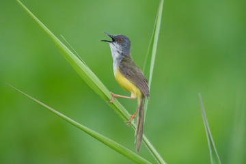 Wild bird calling at grassland at morning light .