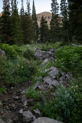rocks and trees in high mountain meadow