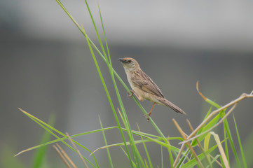 A wild bird on the long grass at wetland .