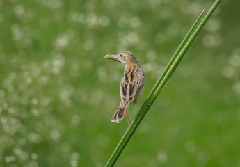 A wild bird collecting food for his chick at grassland .