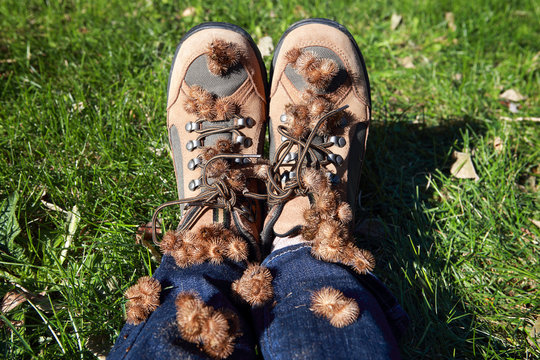Burdock burrs stuck on hiking boots after walking outdoors
