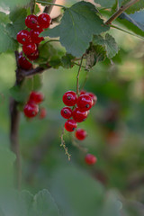 red currant bush