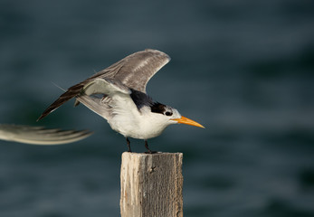 Greater Crested Tern perched on wooden log at Busaiteen coast, Bahrain