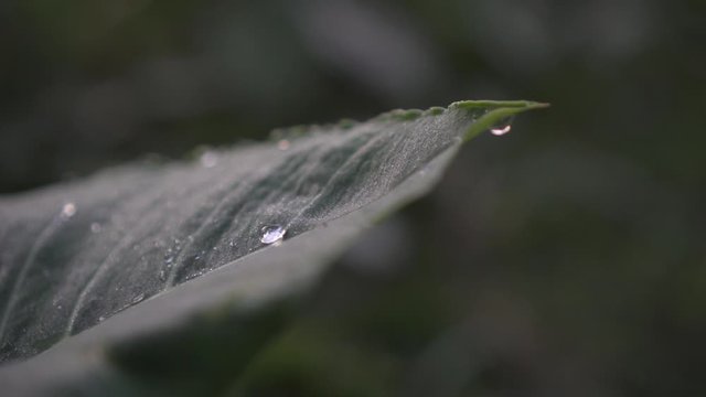 Gota de Agua Mes&oacute;filo