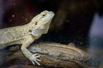 Portrait d'un dragon barbu ou agame barbu dans un terrarium