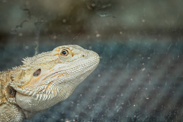 Portrait d'un dragon barbu ou agame barbu dans un terrarium