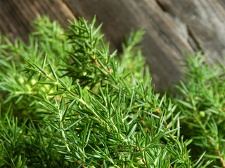 Juniper Branch with berries on wooden surface.    